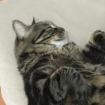 sitareratis kullanıcısının profil fotoğrafı