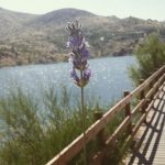 halimeakkasaraz kullanıcısının profil fotoğrafı